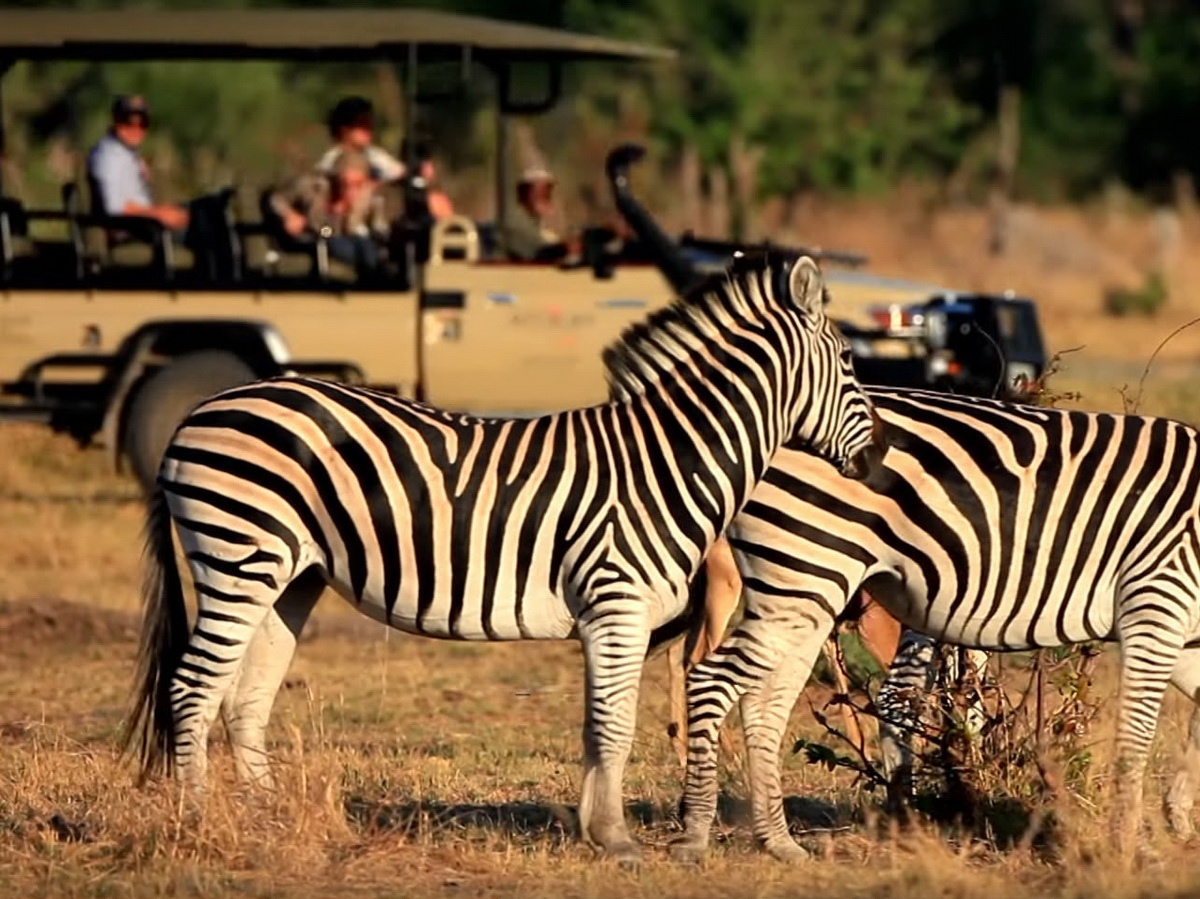 Safari im südlichen Afrika